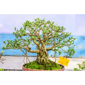 Bonsai Plants